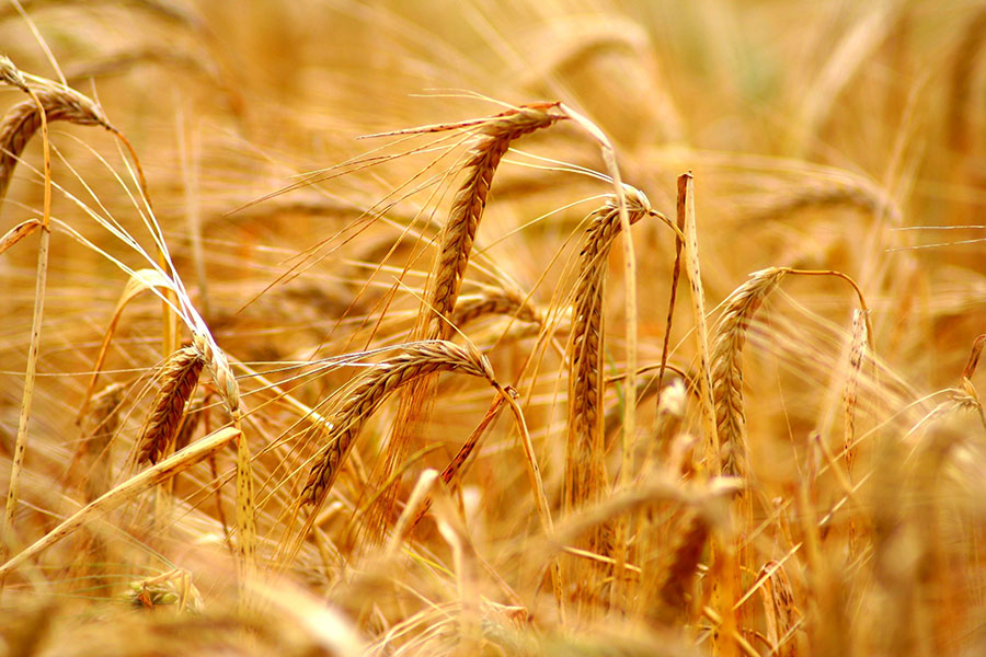 Gluten Free Diets