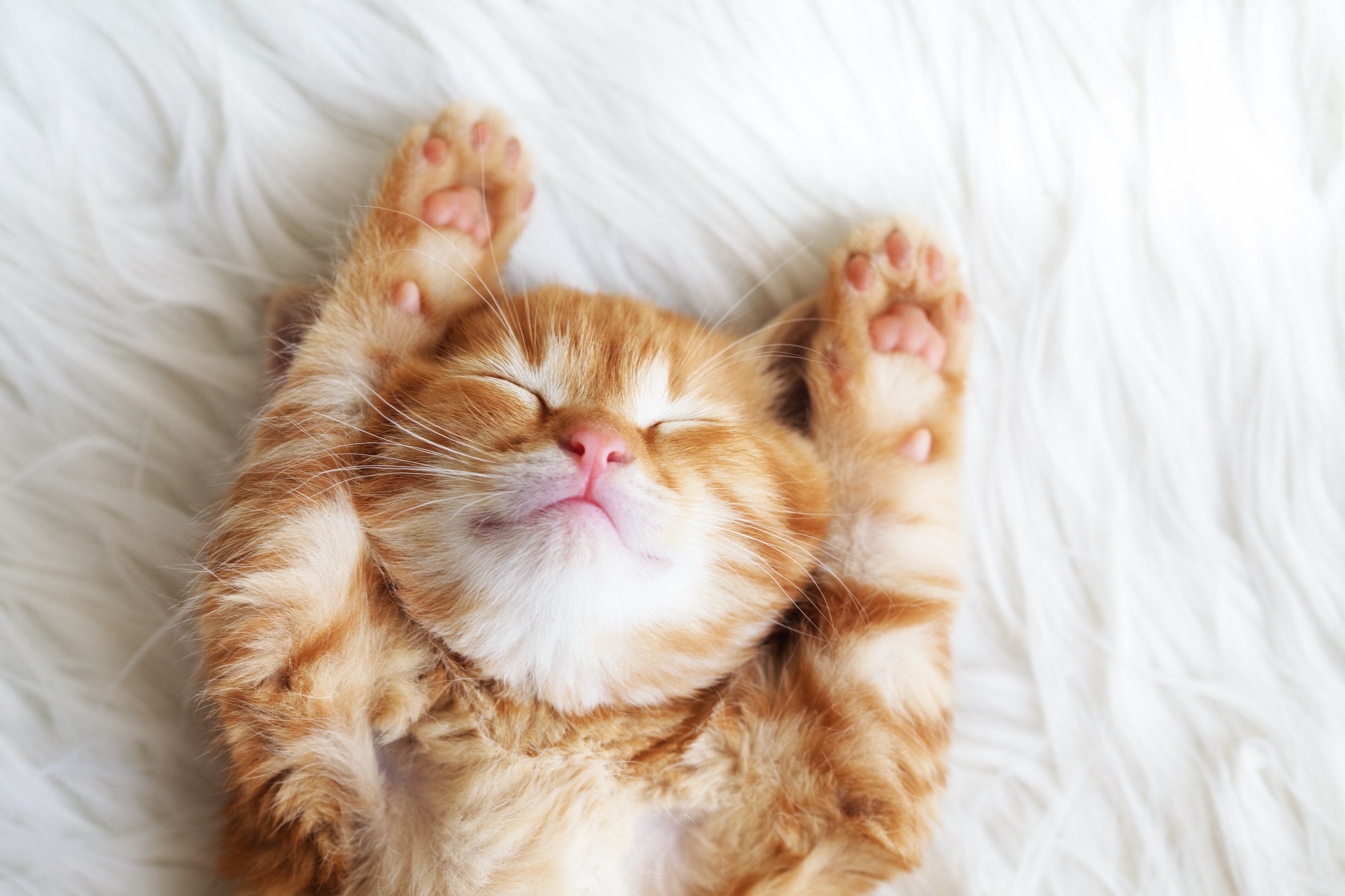 Healthy sleeping cat